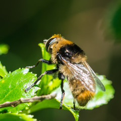 Hairy Drone