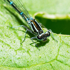 The Hairy Chinned Damsel