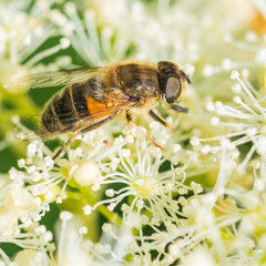 Amongst The Hydrangea