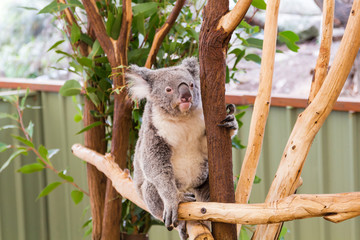 Obraz na płótnie Canvas Ciekawy koala