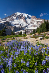 Mount Rainier and WIldflowers