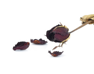 Dead rose on white background