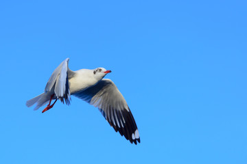 isolate seagull beautiful soaring in blue sky background
