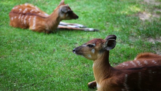 Two young Antelope Sitatunga relaxing on the pasture