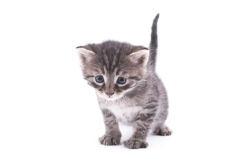 Fototapeta na wymiar Kitten on a white background.