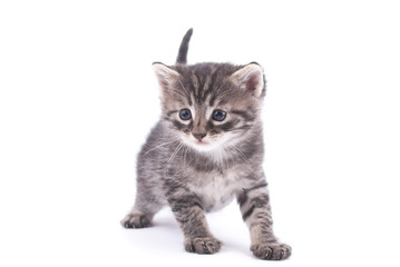 Obraz premium Kitten on a white background.