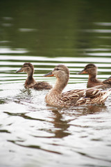 Duck With Her Childs