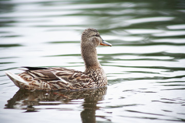 Wild Duck