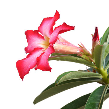Red Desert Flower, adenium obesum isolated on white