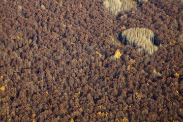 Aerial view forest in late autumn