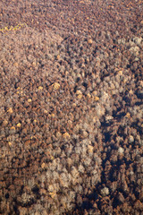 Aerial view forest in late autumn