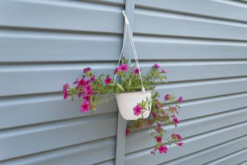Flowers in a pot hanging on the wall.