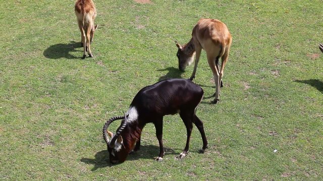 The small herd of Kobus Megaceros Antelope on a pasture