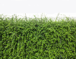 Fototapeta na wymiar Bushes fence leaves green
