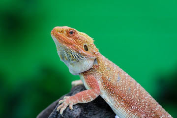 Hypo Leatherback Bearded Dragon perched on leaves green