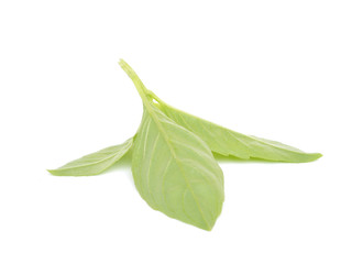 Obraz premium Sweet basil leaves isolated on white background