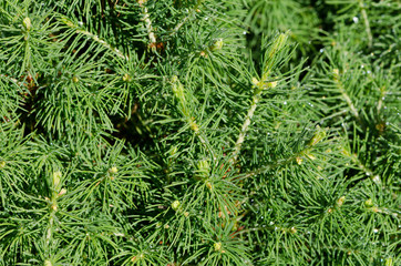 close up of pine branch with dew drops