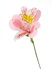 Rosy flower  isolated on white background. Alstroemeria