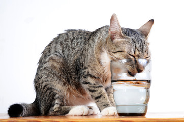 cute cat drinking water from glass