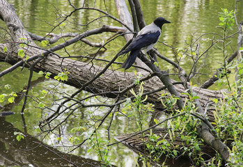 black crow on a tree branch