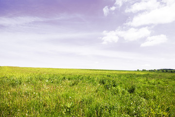 willow landscape