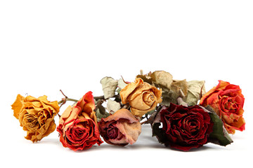 Dry rose on a white background.