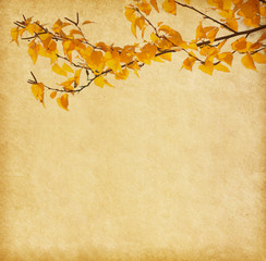old paper with autumn leaves. Birch  ..