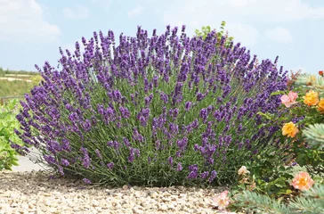 Gardinen Lavendel © hcast