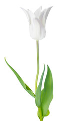 blossoming white Tulip flower is isolated on white background