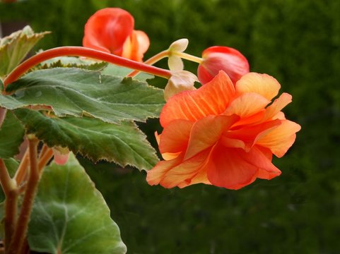 orange flower of begony pot-plant close up