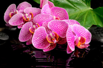 Fototapeta na wymiar spa concept of blooming twig stripped violet orchid (phalaenopsi