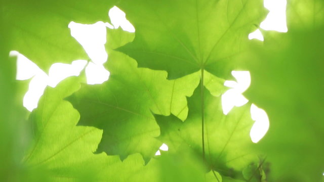 Summer green maple tree swinging in the wind.