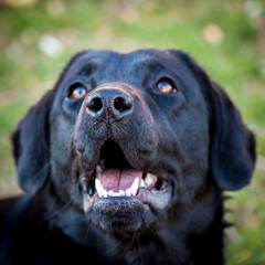 Portrait of cheerful domestic dog labrador retriever outdoors