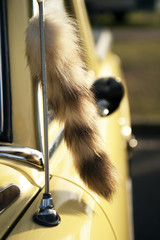 Fox tail on a yellow car
