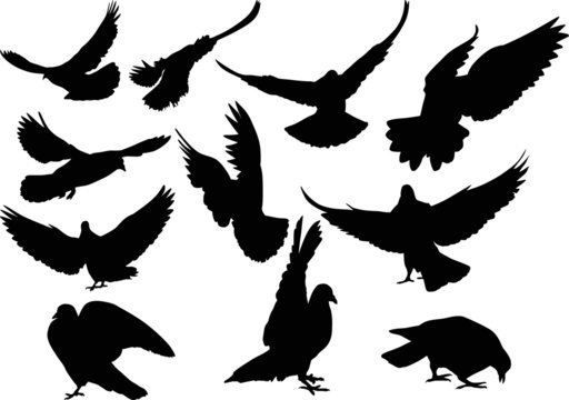 eleven isolated black doves