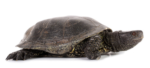 Obraz premium European pond terrapin