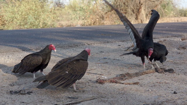 Vultures Fighting over Road Kill