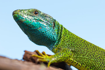 European green lizard - 66336779