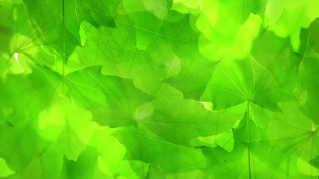 Green maple leaves