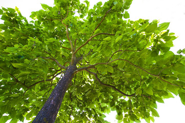 Blätterwerk eines Baumes