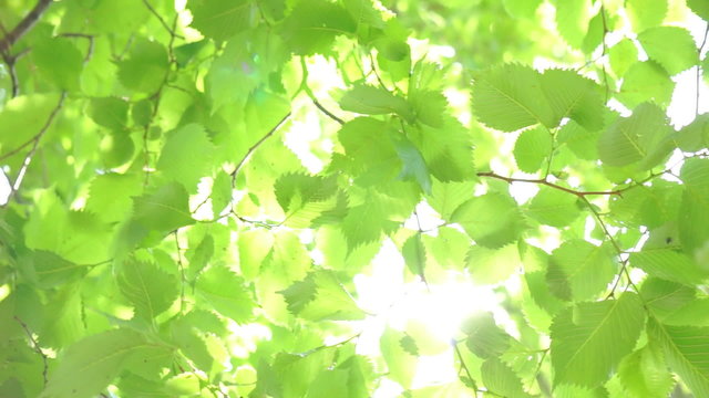 Summer green birch tree swinging in the wind.