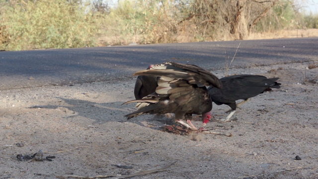 Vulture Steals Roadkill Carcass