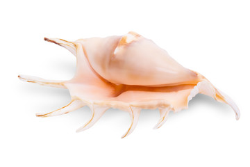 Shell isolated on white