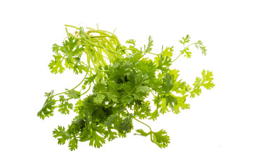 Obraz premium Coriander leaves