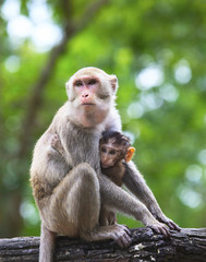 Naklejka premium monkey mother and baby in hugginh breast