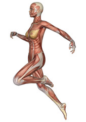 Female Anatomy Figure
