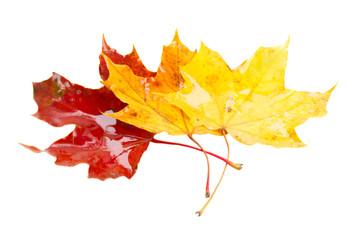 yellow and red fall leaves