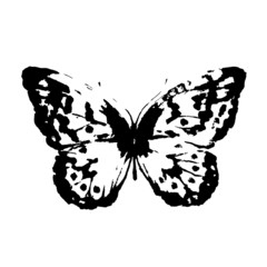 butterflies design