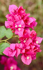 Pink Bougainvillea glabra Choisy flower swith leaves