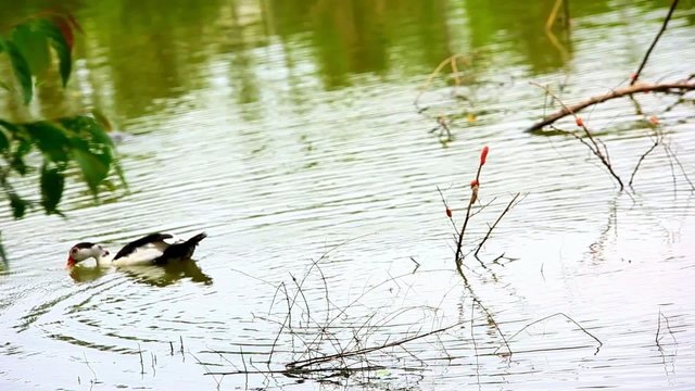 b & w duck runs into water. Video